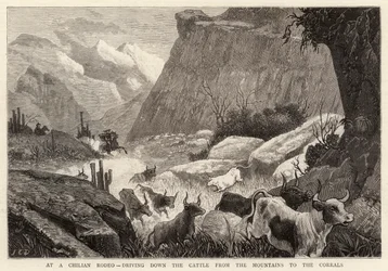 Bei einem chilenischen Rodeo, das Vieh von den Bergen zu den Corrals treiben